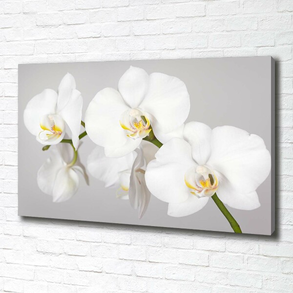 Foto obraz canvas Orchidea