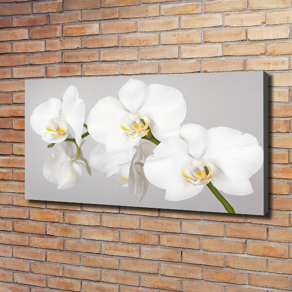 Foto obraz canvas Orchidea