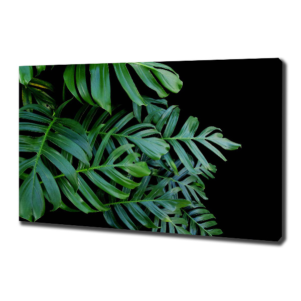 Foto obraz canvas Monstera