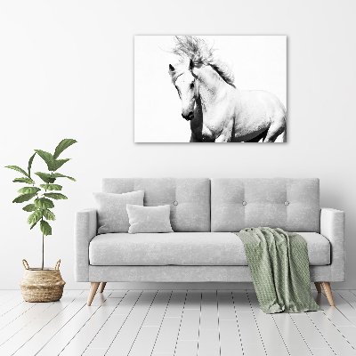 Foto obraz canvas Biały koń