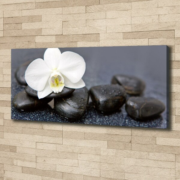 Foto obraz canvas Orchidea