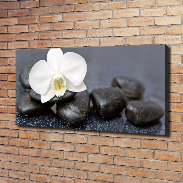 Foto obraz canvas Orchidea