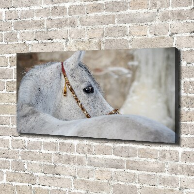 Foto obraz na płótnie Biały koń arabski