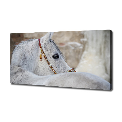 Foto obraz na płótnie Biały koń arabski