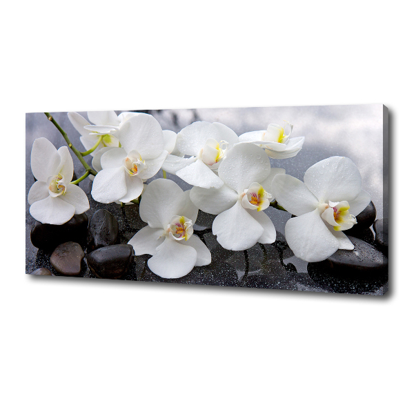 Foto obraz canvas Orchidea