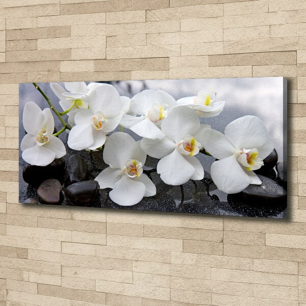 Foto obraz canvas Orchidea