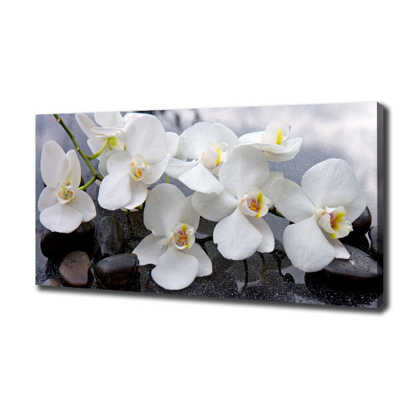 Foto obraz canvas Orchidea