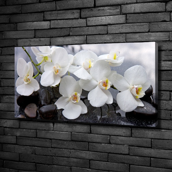 Foto obraz canvas Orchidea