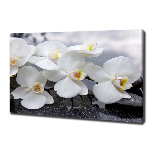 Foto obraz canvas Orchidea