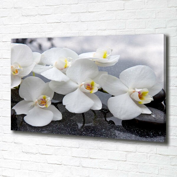 Foto obraz canvas Orchidea