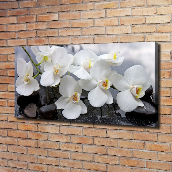 Foto obraz canvas Orchidea