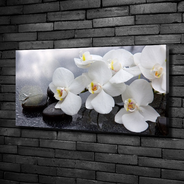 Foto obraz canvas Orchidea