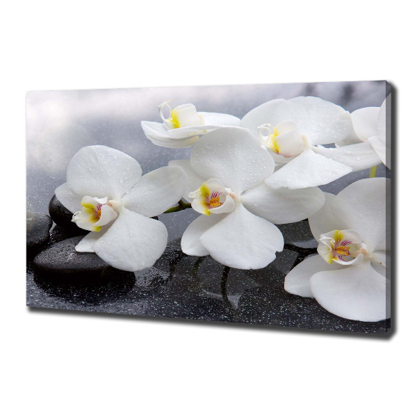 Foto obraz canvas Orchidea