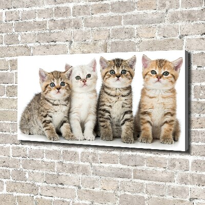 Foto obraz canvas Małe koty
