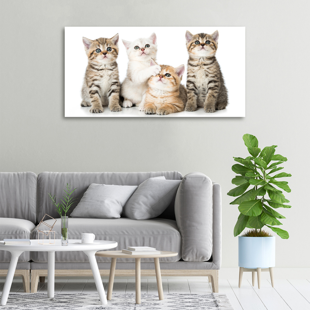 Foto obraz canvas Małe koty