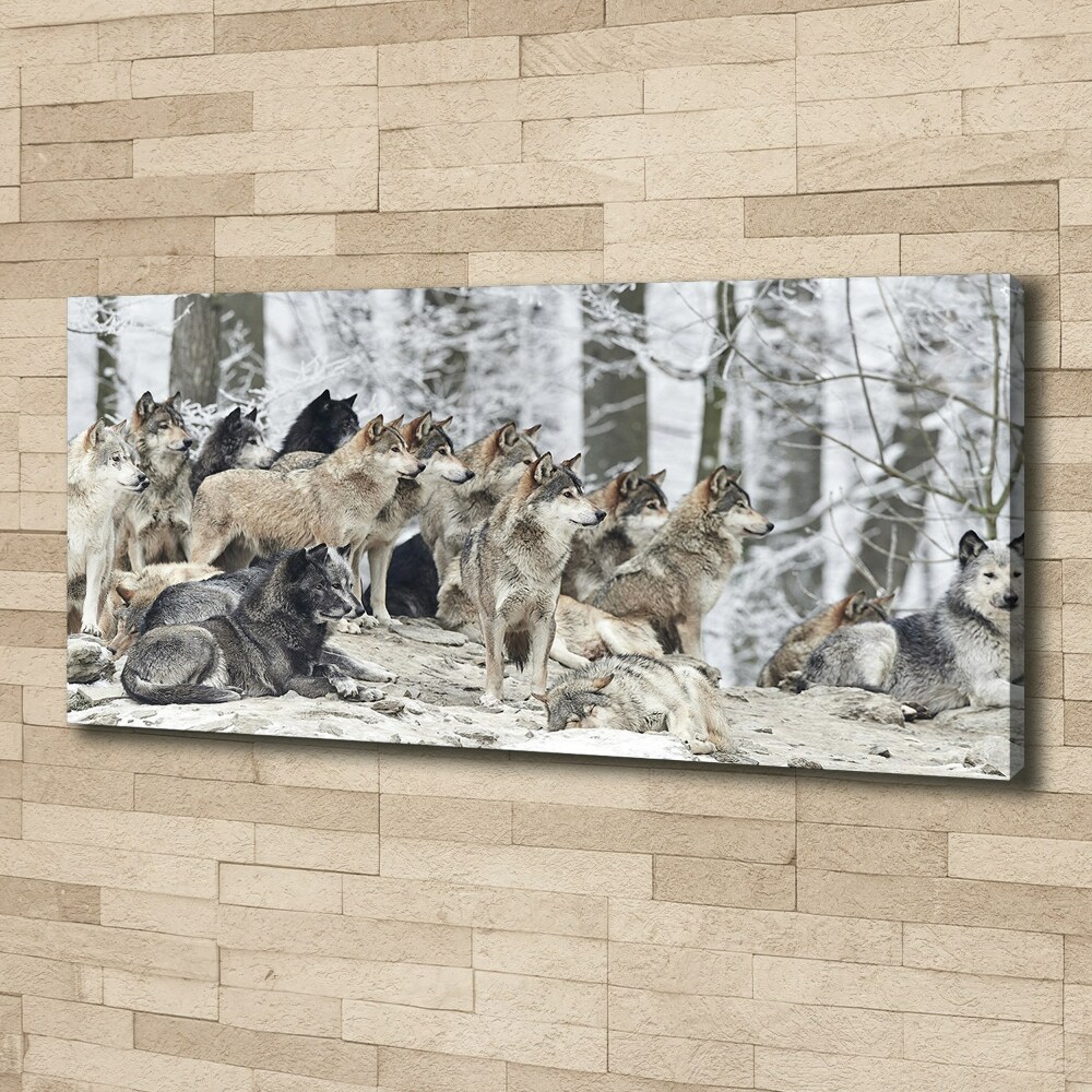 Foto obraz canvas Wilki zimą