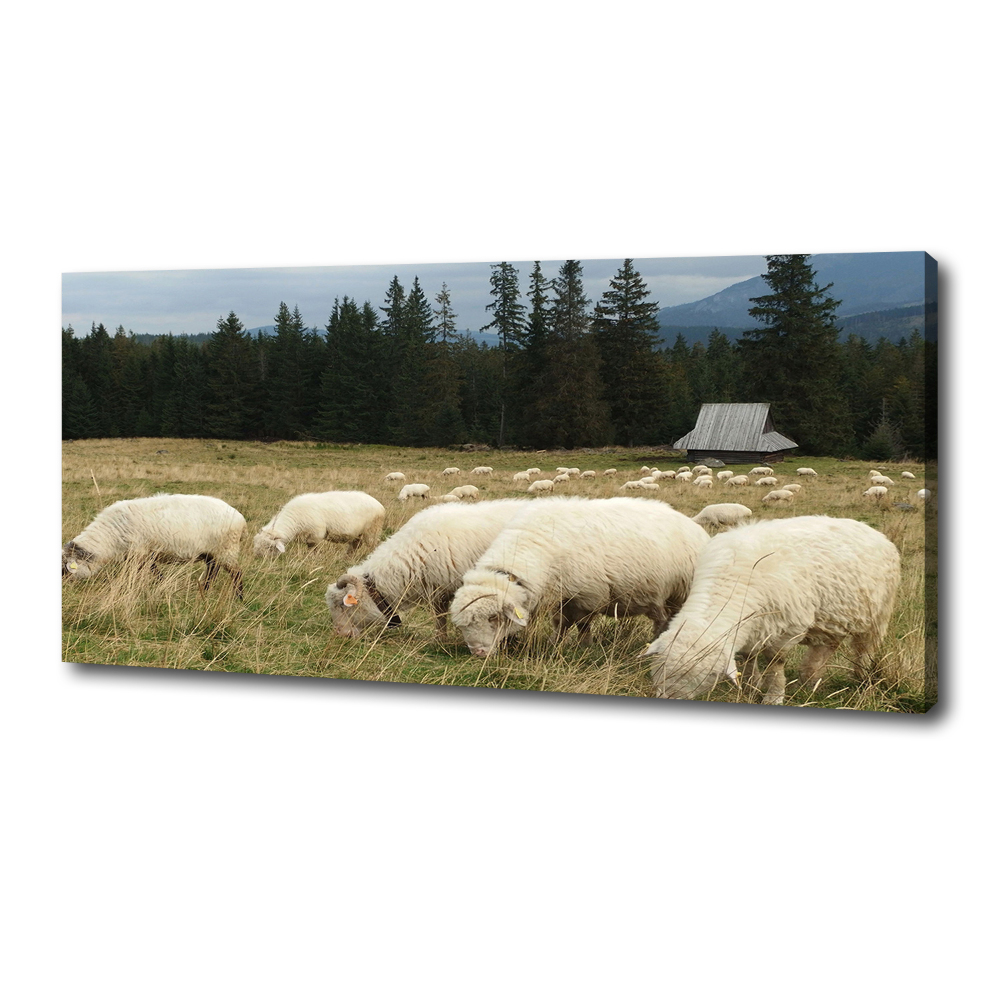 Foto obraz na płótnie Pasące się owce