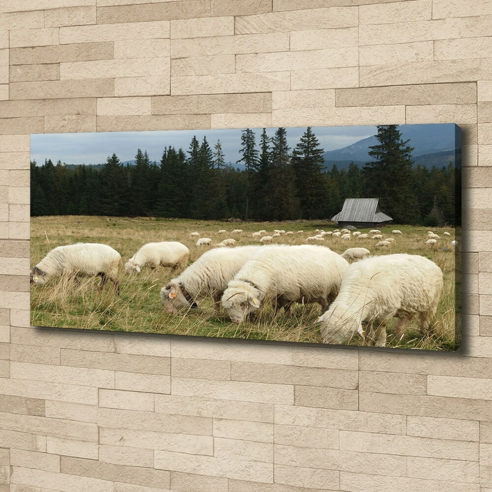 Foto obraz na płótnie Pasące się owce
