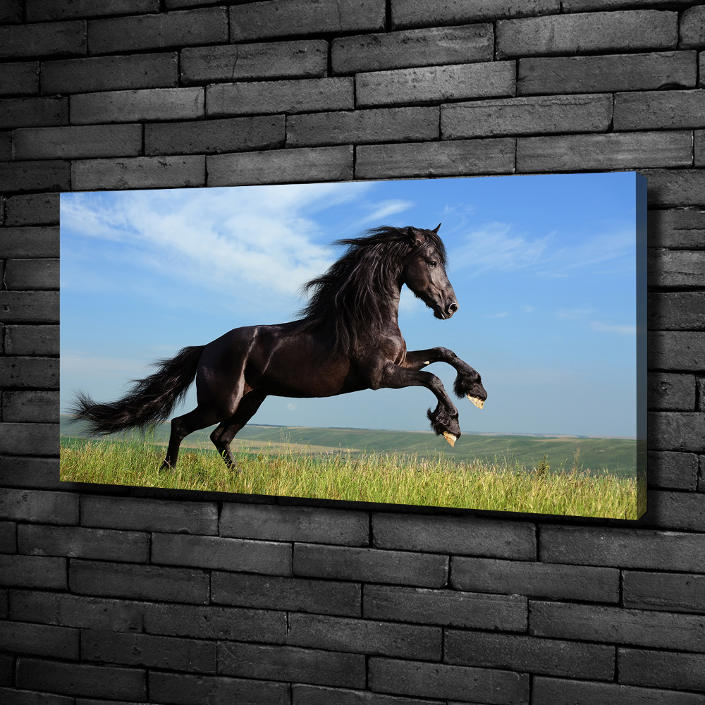Foto obraz na płótnie Czarny koń na łące