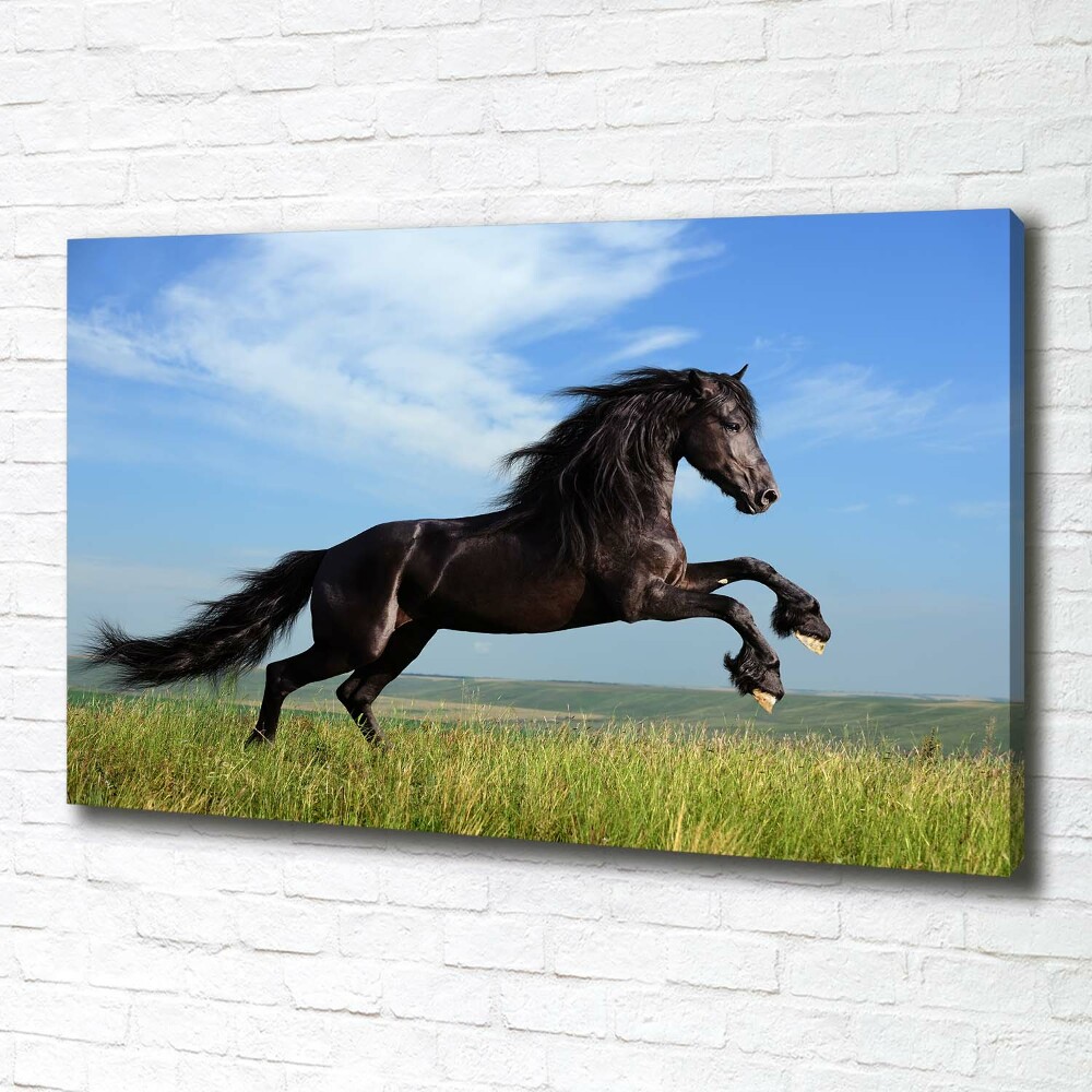 Foto obraz na płótnie Czarny koń na łące