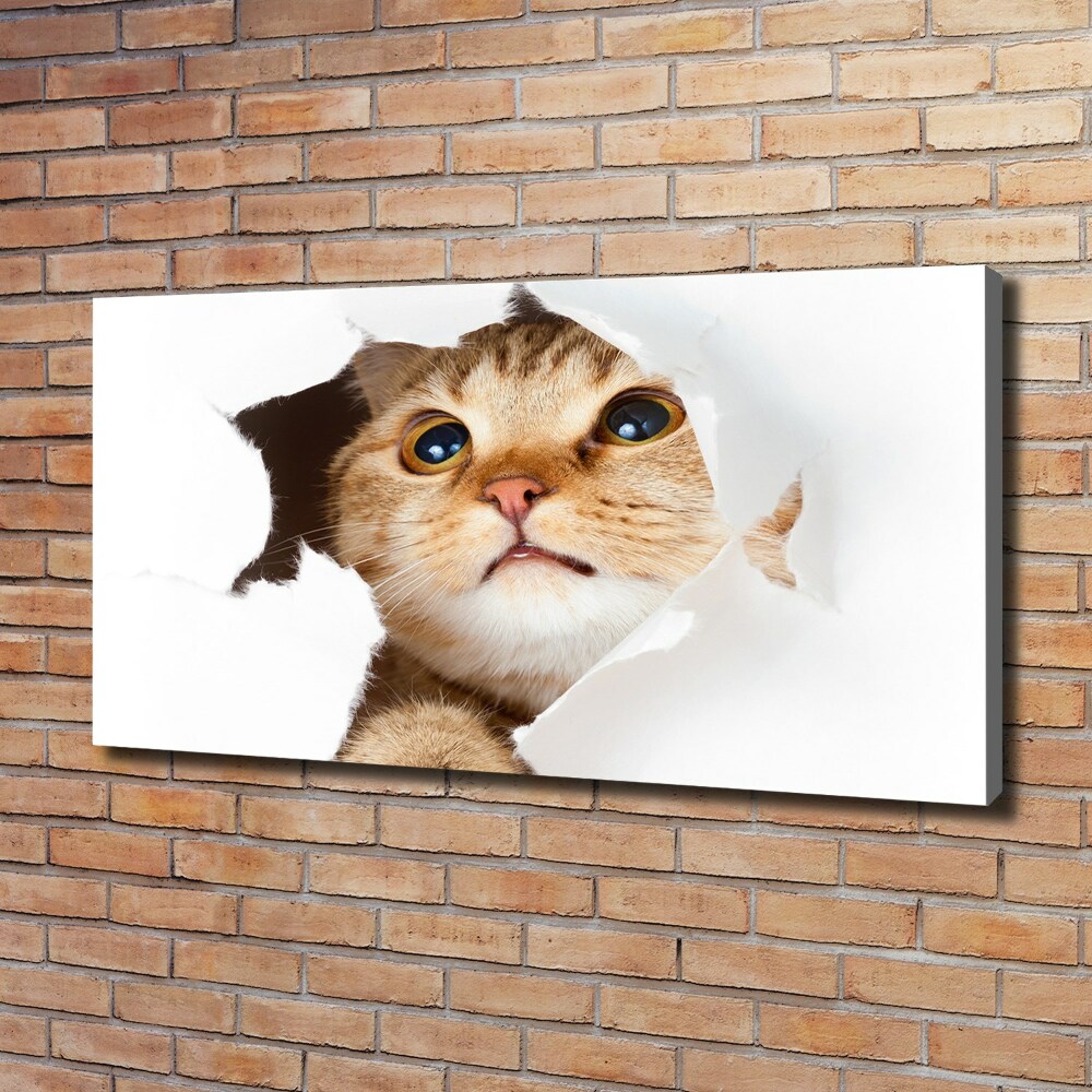 Foto obraz na płótnie Kot w dziurze