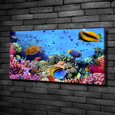 Foto obraz na płótnie Rafa koralowa