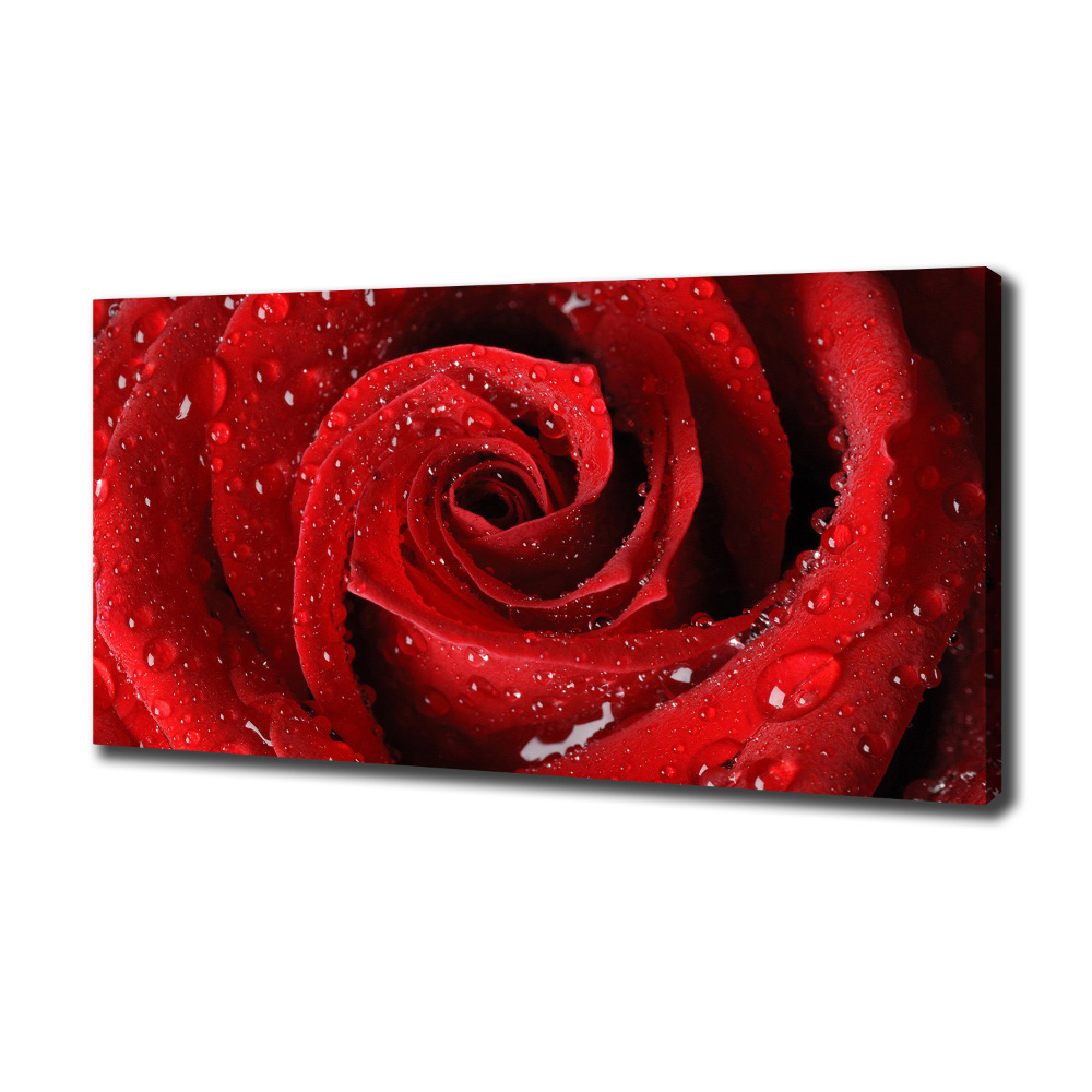 Foto obraz na płótnie Krople na róży