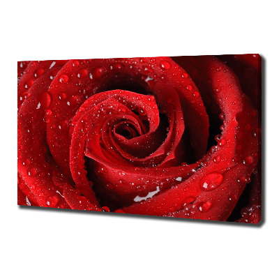 Foto obraz na płótnie Krople na róży
