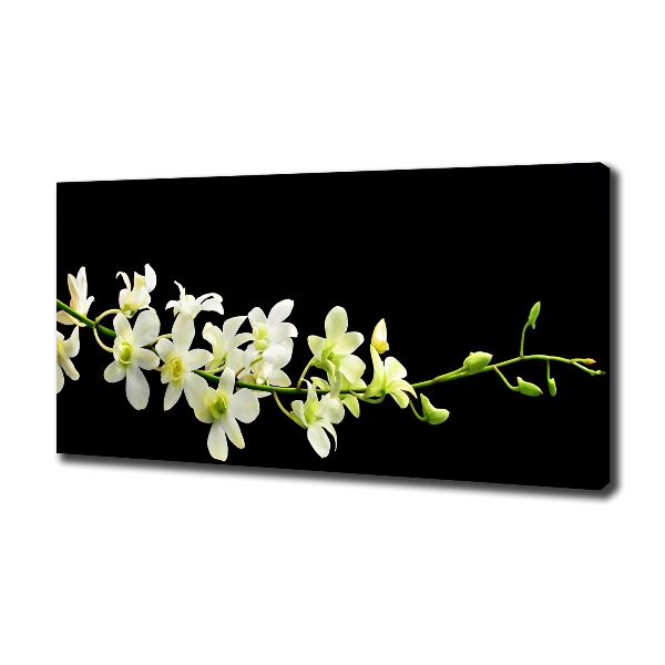 Foto obraz canvas Orchidea