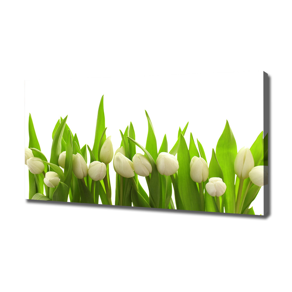 Foto obraz na płótnie Białe tulipany