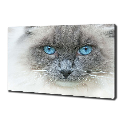 Foto obraz na płótnie Kot niebieskie oczy