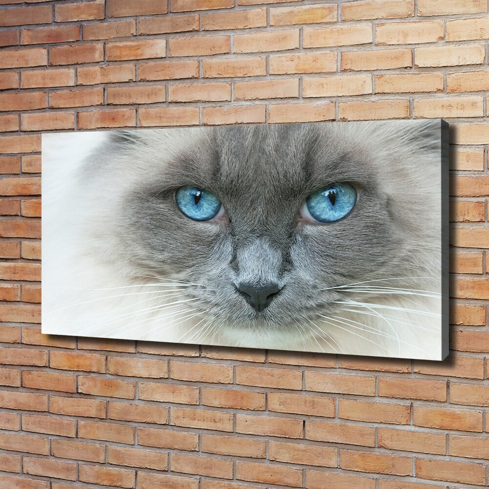Foto obraz na płótnie Kot niebieskie oczy