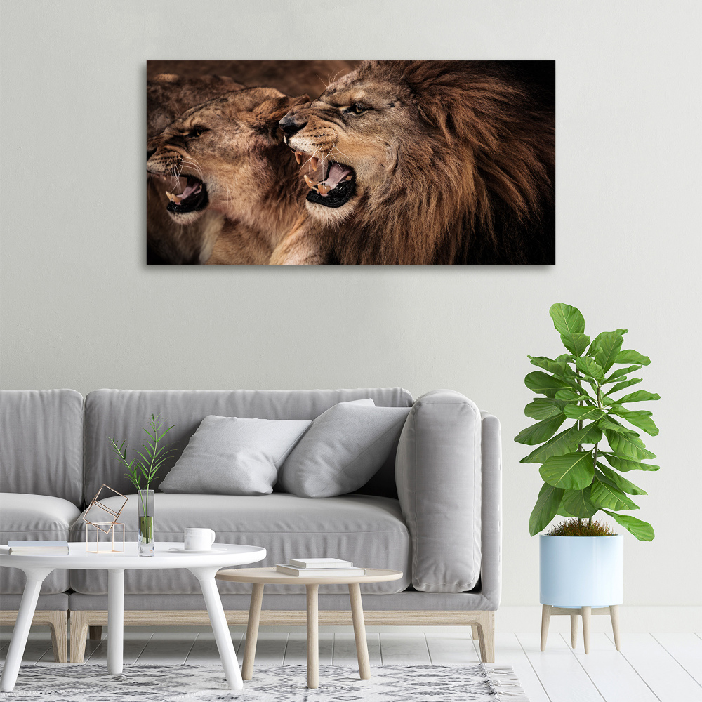 Foto obraz canvas Ryczące lwy