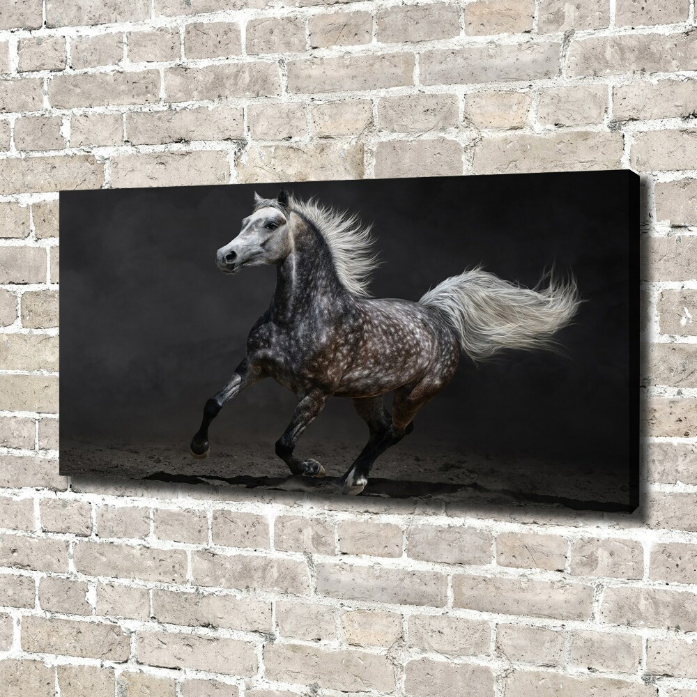 Foto obraz na płótnie Szary koń arabski