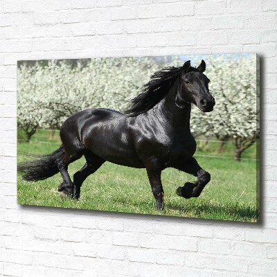 Foto obraz na płótnie Czarny koń kwiaty