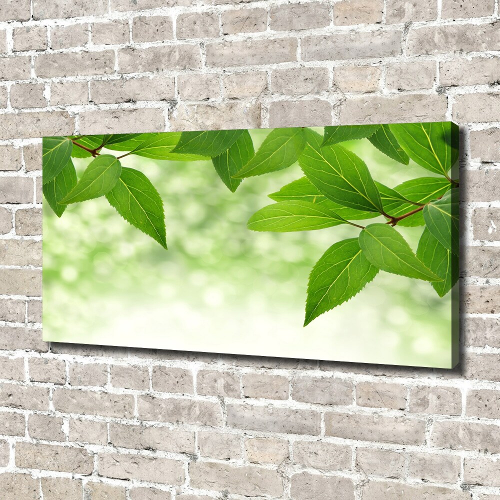 Foto obraz na płótnie Zielone liście