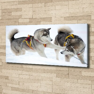 Foto obraz canvas Husky zimą