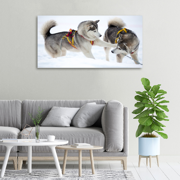 Foto obraz canvas Husky zimą