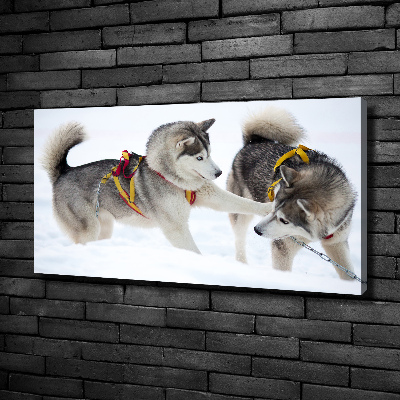Foto obraz canvas Husky zimą