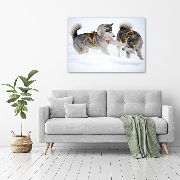 Foto obraz canvas Husky zimą