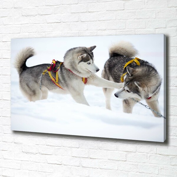 Foto obraz canvas Husky zimą