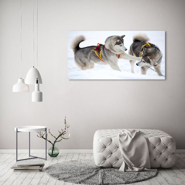 Foto obraz canvas Husky zimą