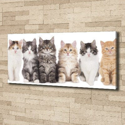 Foto obraz canvas Sześć kotów
