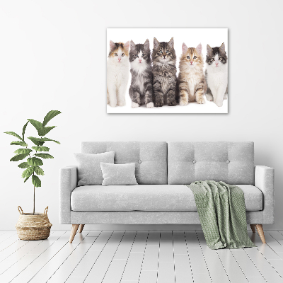 Foto obraz canvas Sześć kotów