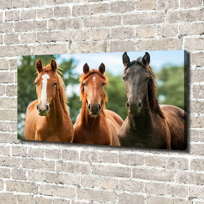 Foto obraz canvas Trzy konie
