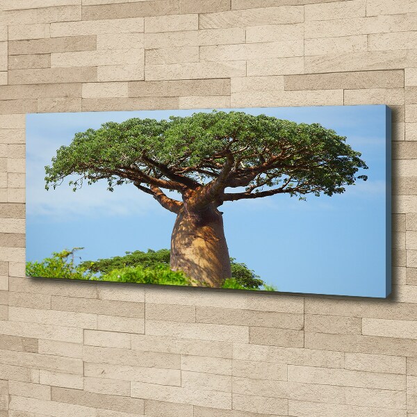 Duży foto obraz na ścianę canvas Baobab