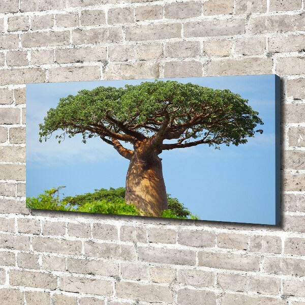 Duży foto obraz na ścianę canvas Baobab