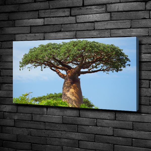 Duży foto obraz na ścianę canvas Baobab