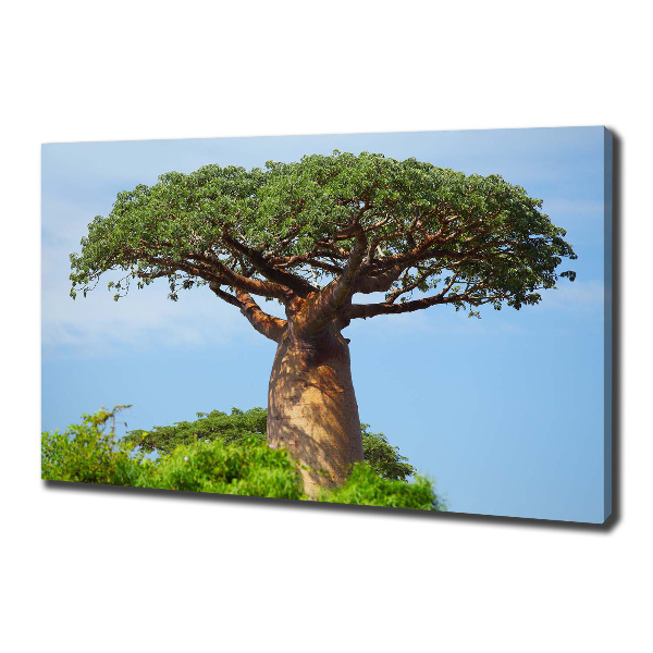 Duży foto obraz na ścianę canvas Baobab