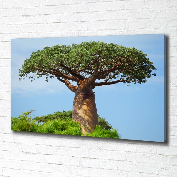 Duży foto obraz na ścianę canvas Baobab